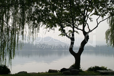 Chinese tree in front of lake