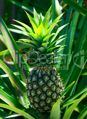 Pineapple.