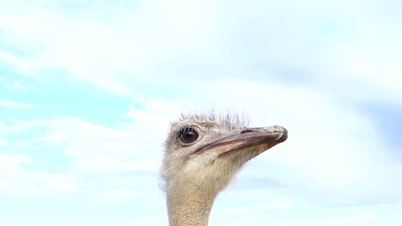 Ostrich - female - looking curious