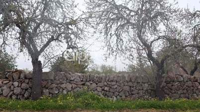 Mandelbäume vor einer Trockenmauer