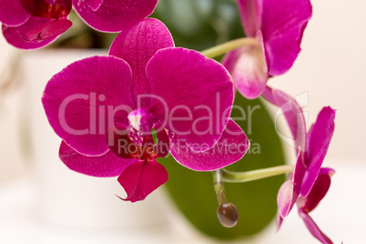 Dark Pink Orchid Close Up