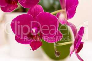 Dark Pink Orchid Close Up