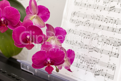 Dark Pink Orchid on a Synthesizer