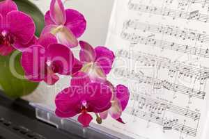 Dark Pink Orchid on a Synthesizer