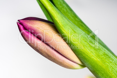 Tulpe