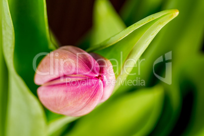 Tulpe