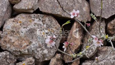 Mandelblüte vor Steinmauer