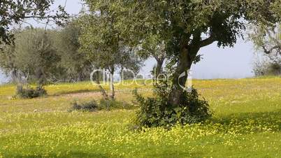 Nickender Sauerklee und Olivenbäume