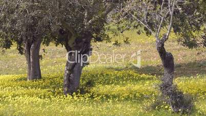 Nickender Sauerklee und Olivenbäume