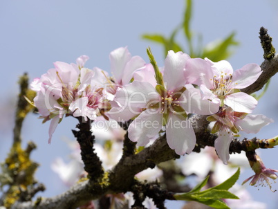 Mandelblüte