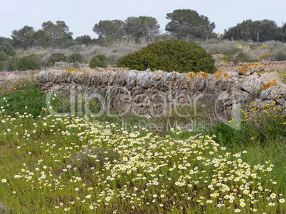 Trockenmauer und Blumenwiese