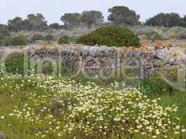 Trockenmauer und Blumenwiese