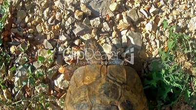 Tortoise walks over macadam, from above