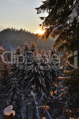 Romantischer Sonnenuntergang über Tannenwald