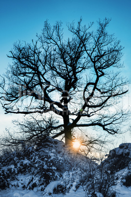 Tief stehende Sonne schein durch alten mächtigen Baum