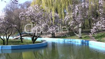 Spring in the park. Cherry blossoms and willow
