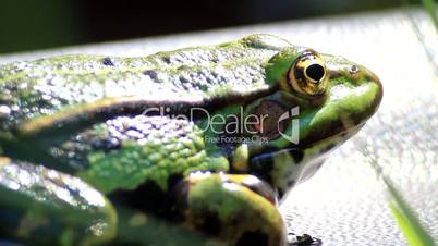 Frog - green - portrait - breathing and watching