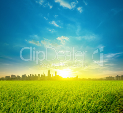 Rice field plantation and city