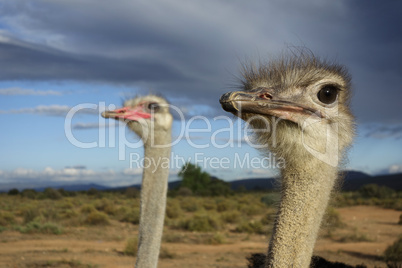 Ostrich - couple watching sky - female focussed