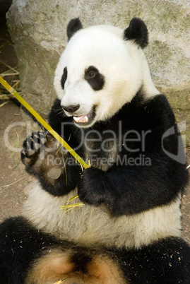 Panda Eats Regular Diet of Bamboo Shoots