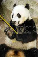 Panda Eats Regular Diet of Bamboo Shoots