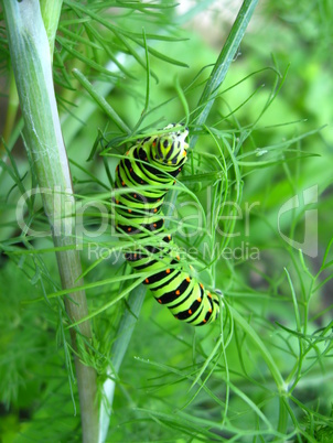Caterpillar of machaon sitting on the fennel
