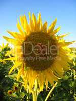 beautiful sunflower on the blue sky background