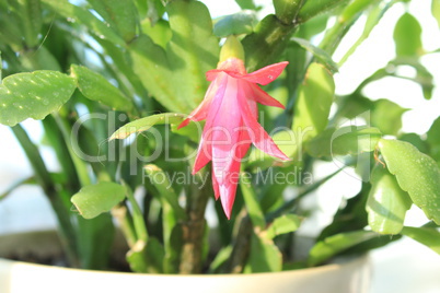 Fine pink flower of Schlumbergera