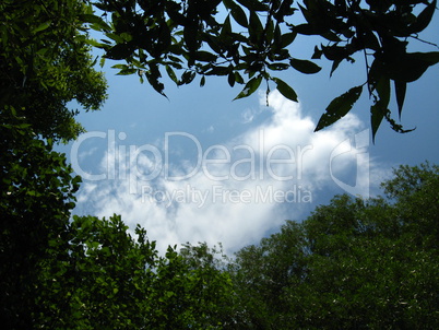 landscape with blue skyand trees