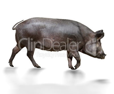 Wild Pig