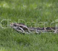 Python In The Grass