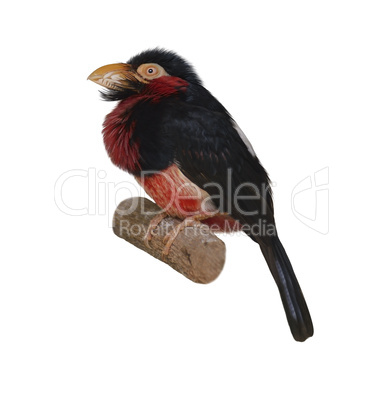 Bearded Barbet