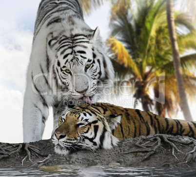 White And Brown Tigers