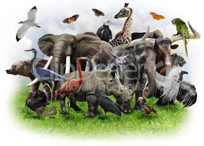 Animals Collage
