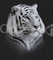 White  Tiger Portrait