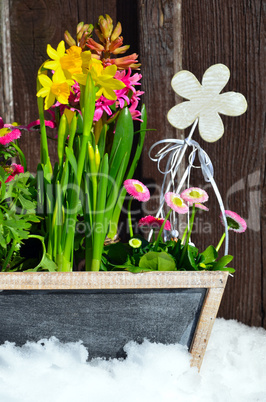 Blumen im Frühling