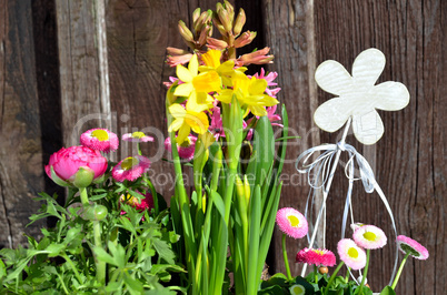 Blumen im Frühling