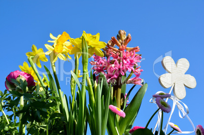 Blumen im Frühling