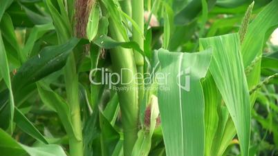 close view of corn on the field