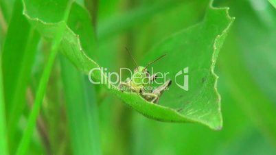 Close frontal view of grasshopper sitting on leaf