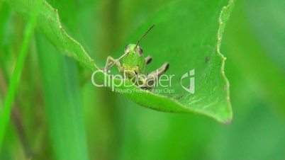 Grasshopper sitting on leaf and leans itself