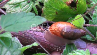 Snail barely moving on a branch