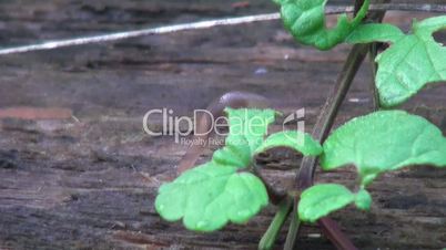 Slug smoothly getting off a plant's leaf