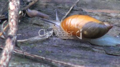 Snail crawling through a branch