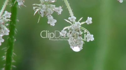 drop of dew on the flowers