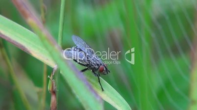 fly sitting on a blade of grass