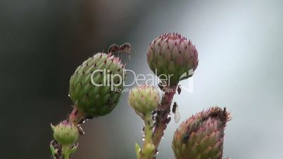 Ant sitting on a flower