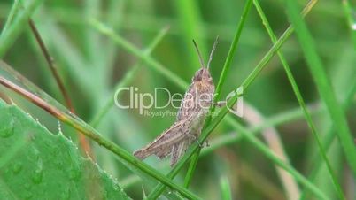 Grasshopper sitting in the grass