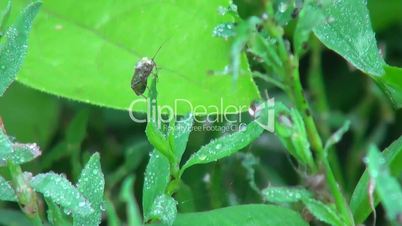 green nature with insects
