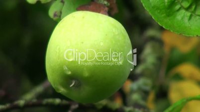Morning dew on a green apple